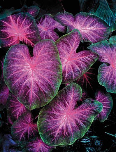 162 Best Caladiums Images On Pinterest Leaves Container Garden And