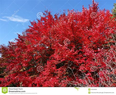 Red Maple Autumn Sky Stock Photo Image Of Trees Fall 45539306