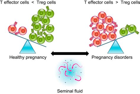 The Female Response To Seminal Fluid Physiological Reviews