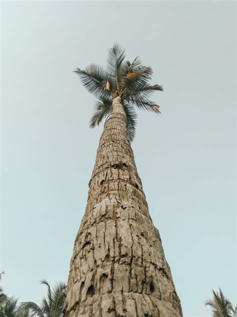Free Images Palm Tree Atmospheric Phenomenon Arecales Woody Plant