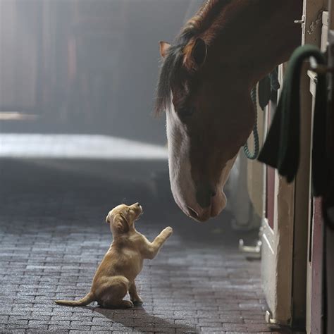 Budweisers Puppy Love Commercial Clobbers Competition Norty Cohen