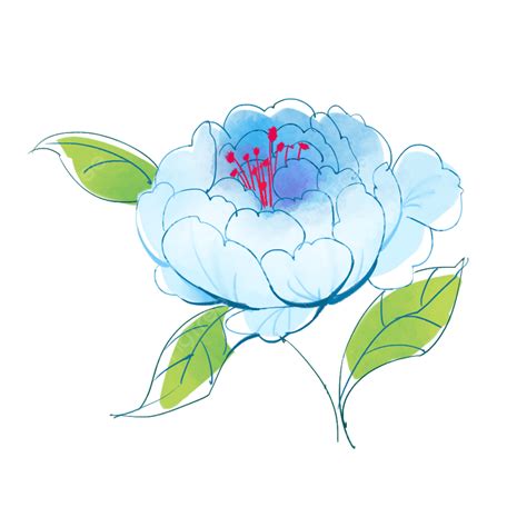 Watercolor Peonies White Transparent Watercolor White Peony Hand Draw