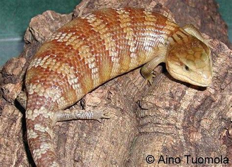 Blue Tongued Skinks Bjorn Grotting Photography