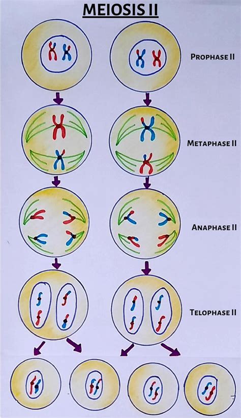 Phases Of Meiosis