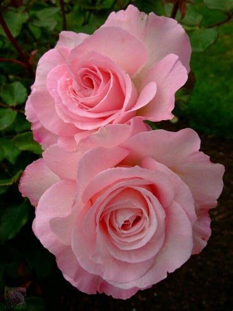 Pretty Pink Flowers Pretty Flowers Beautiful Roses