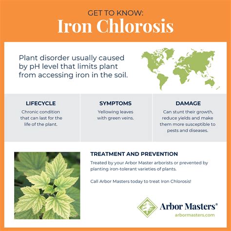 Understanding And Managing Iron Chlorosis In Trees
