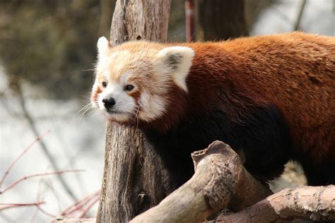 Red Panda 2 Free Stock Photo Public Domain Pictures