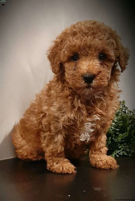 Sparkle - Miniature Poodle Puppy For Sale in Pennsylvania
