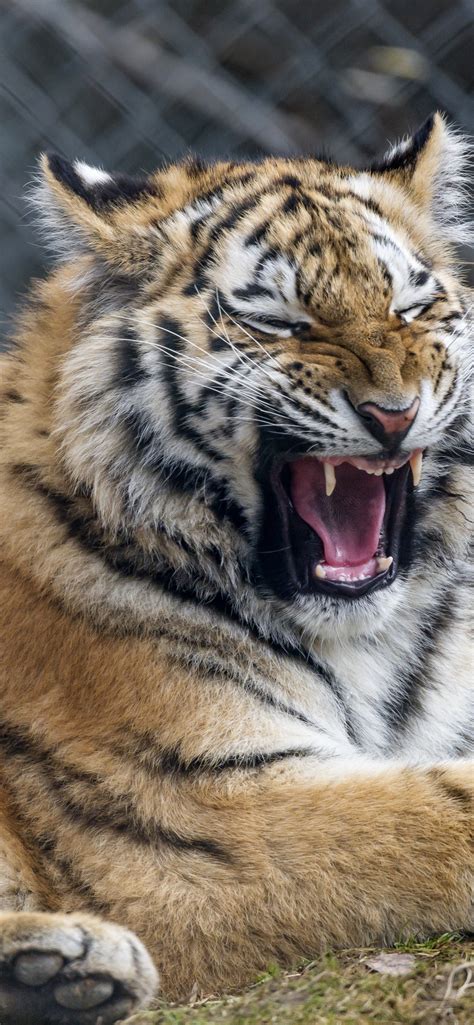 Young Tigress 4k Wallpaper Yawning Wild Animal Big Cat