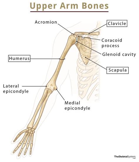 Upper Limb Bone Diagram