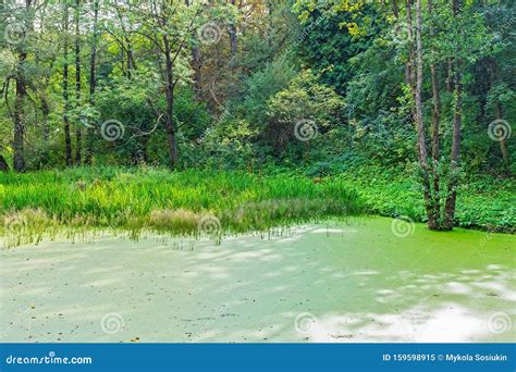 Lush Green Swamp And Tropical Forest Scene The Sun Is Peaking Through