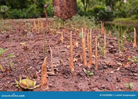 Mangrove Apple Pneumatophoresand X27 Aerial Roots Stock Photo Image Of
