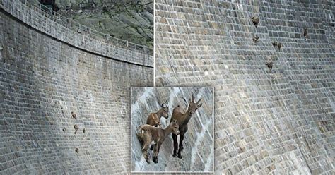 Goats Defy Gravity By Climbing Near Vertical Dam Animals Dam Mountain