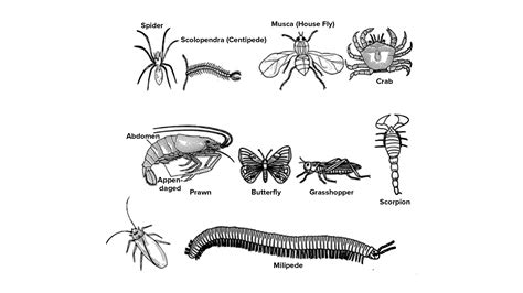 Mention Any Eight Characteristics Of Phylum Arthropoda