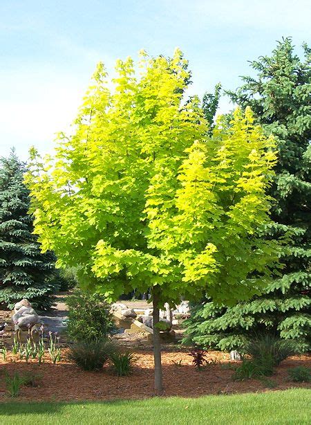 Princeton Gold Maple Tree Minnesota Trees For Sale Mn Tree Farms