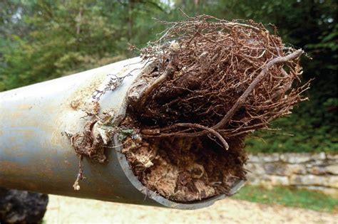 Common Causes Of A Clogged Sewer Line And How To Prevent It Oatey