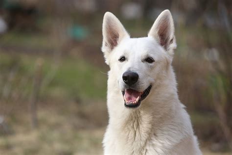 Top 10 Pictures Of White German Shepherds