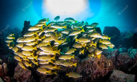 Premium Photo Shoal Of Colorful Yellowtail Snappers Fish School Swim