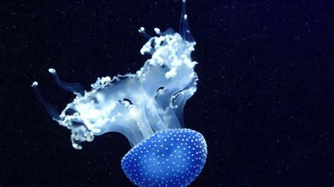 Three Quarters Of Deep Sea Creatures Light Up The Ocean