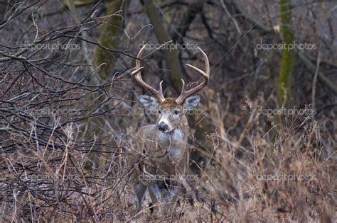 Whitetail Deer Buck Stock Photo By ©brm1949 27949821