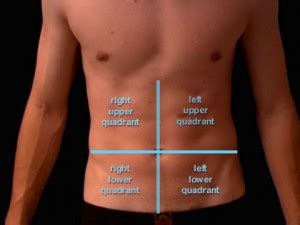 The abdominal cavity can be divided into four sections by an imaginary line: Abdominal Quadrants | Abdominal Quadrants