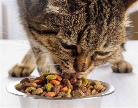 We've only chosen the best cat foods that receive praise from experts and owners alike. Best Cat Food for Older Cats with Bad Teeth - Food That's ...