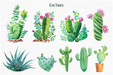 Cactus Watercolor Illustrations By Alex Green Thehungryjpeg