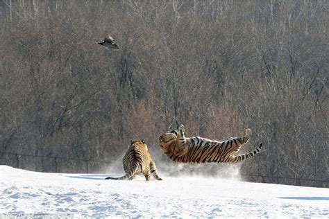 Psbattle Amur Tigers Hunting A Bird Photoshopbattles