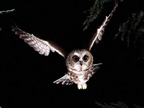 Night Owl Wallpapers Top Free Night Owl Backgrounds Wallpaperaccess