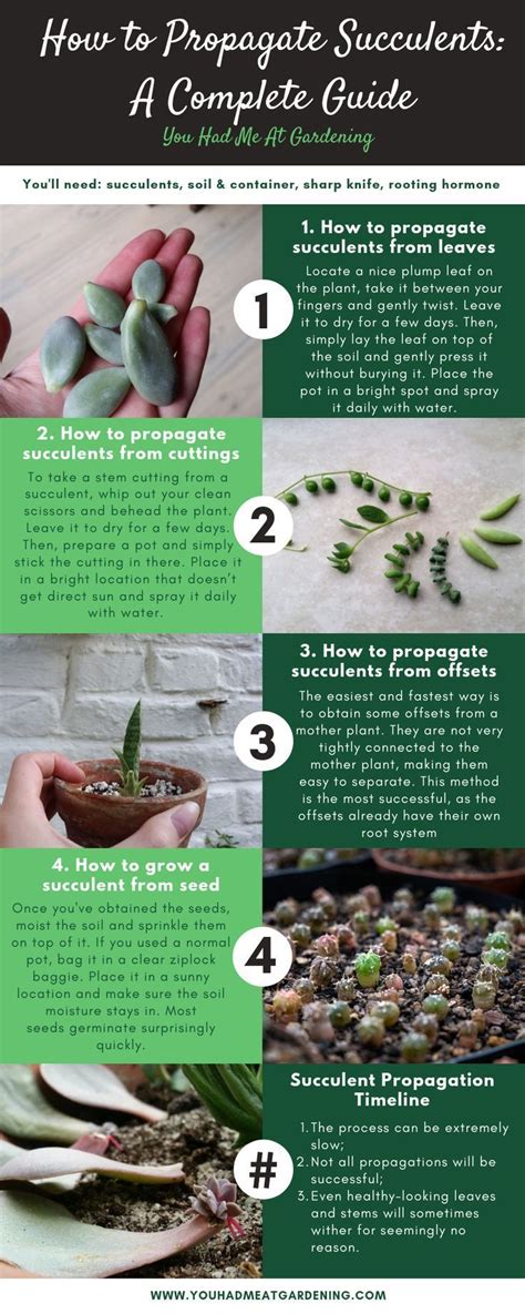 How To Propagate Different Succulents Octopussgardencafe