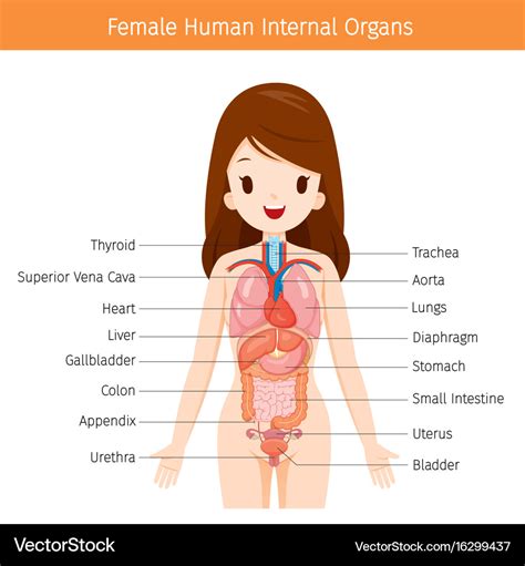 Female Human Anatomy Body Internal Organs Vector Image Images