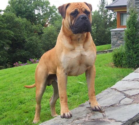 Bullmastiff Wild Life Planet