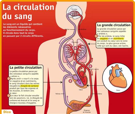 Educational Infographic La Circulation Du Sang Infographicnow