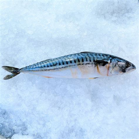 Saba Mackerel Fisk