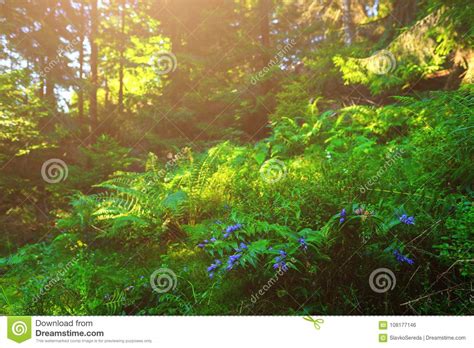 Blue Flowers Ferns And Other Forest Grasses Stock Photo Image Of