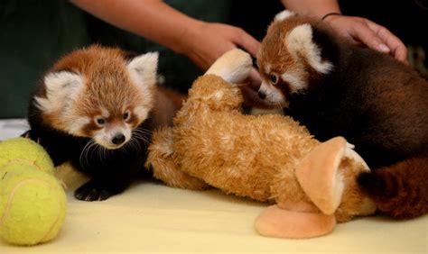 New Red Panda Babies Born At Syracuse Zooand Theyre