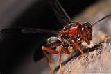 Photos of What Is A Red Wasp