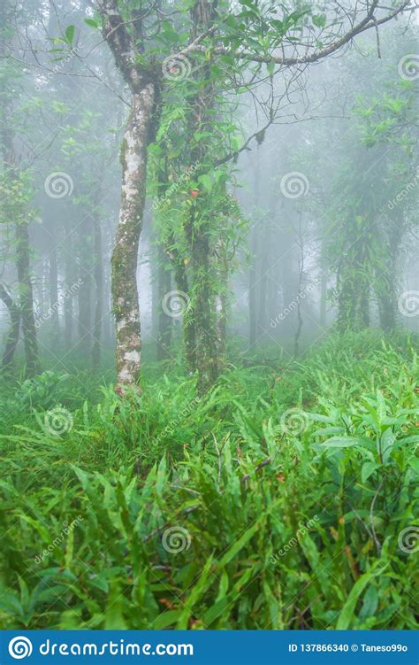 Ancient Tropical Forest In The Mist Fresh Flora Moss Lichen And