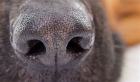 What Causes Dogs To Have A Dry Nose