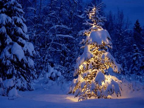 Snow Covered Christmas Tree Wallpapers Wallpaper Cave