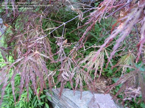 2 to 5 opposite, simple leaf with 5 to 9 lobes; Garden Pests and Diseases: Japanese maple leaf fall, 4 by ...