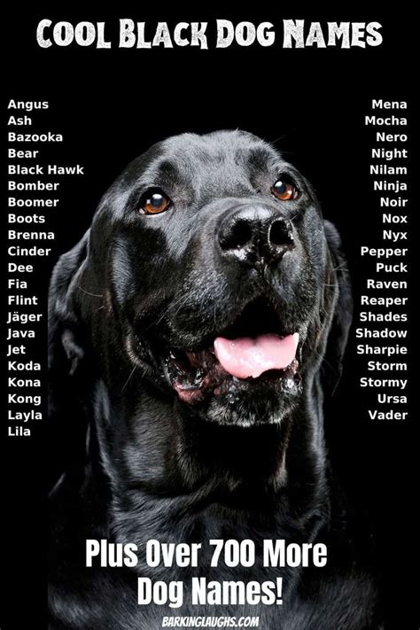 Over 1000 Of The Best Dog Names Update For 2021 Black Dog Names