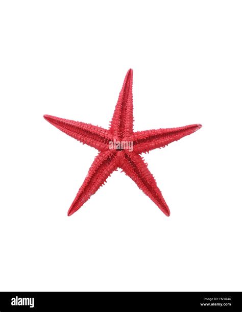 One Red Starfish On White Background Isolated With Clipping Path Stock