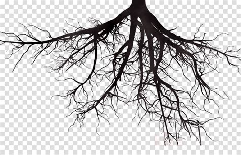 Tree Root Png PNG Image Collection