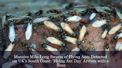 Massive Mile Long Swarm Of Flying Ants Detected On Uks South Coast