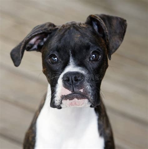 Black And White Boxer Puppy Head Shot Stock Photo Image 55070064