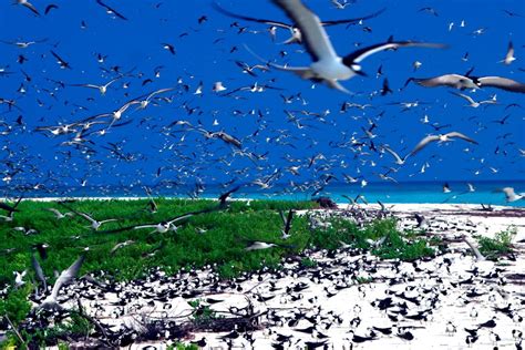 Bird Island Seychelles