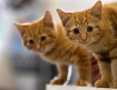 Gallery: 16 adorable pictures of really cute kittens | Metro UK