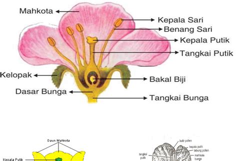 Gambar Bunga Kembang Sepatu Dan Bagian Bagiannya Pulp