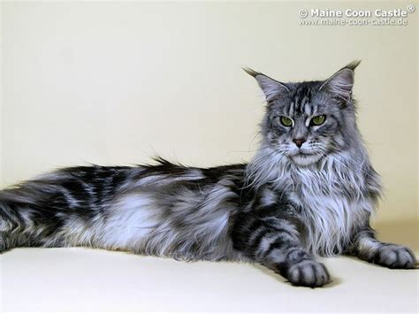 Black Silver Maine Coon Pretty Young Adult Black Silver Tabby Maine